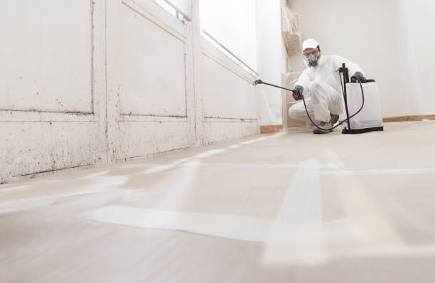 Black mold remediation team in Somerset